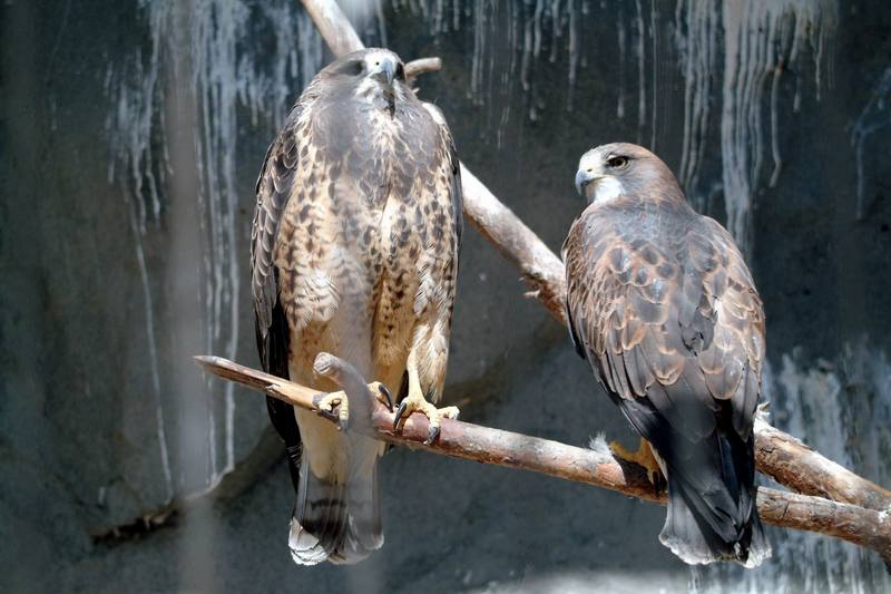 황무지말똥가리 Buteo swainsoni (Swainson's Hawk); DISPLAY FULL IMAGE.