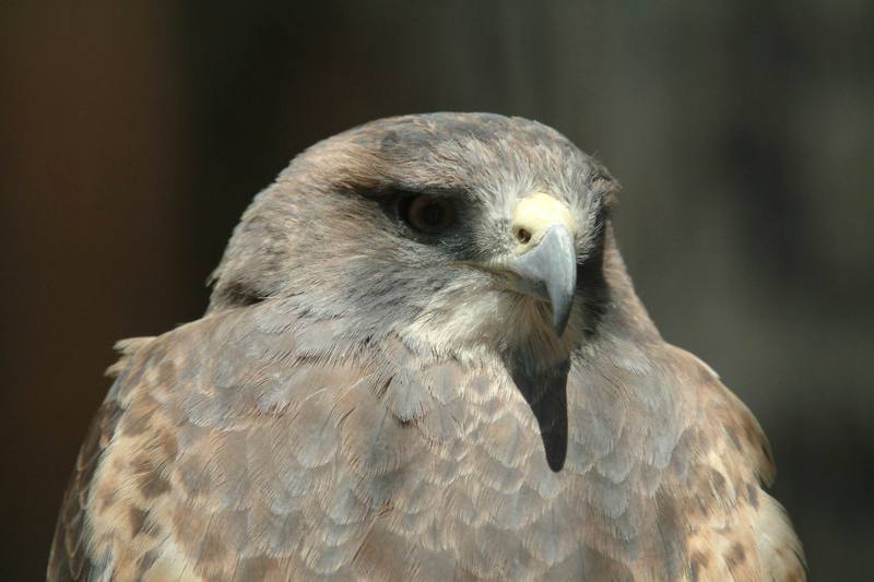 황무지말똥가리 Buteo swainsoni (Swainson's Hawk); DISPLAY FULL IMAGE.