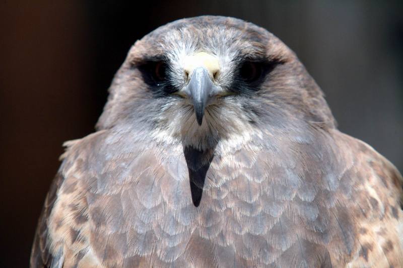 황무지말똥가리 Buteo swainsoni (Swainson's Hawk); DISPLAY FULL IMAGE.