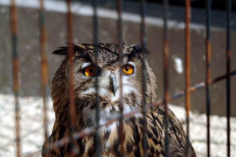 수리부엉이 Bubo bubo (Eurasian Eagle Owl); DISPLAY FULL IMAGE.