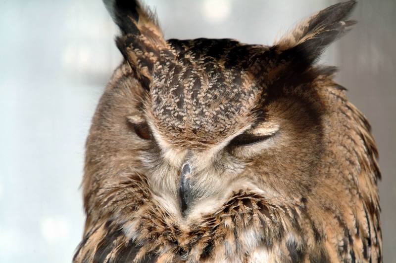 수리부엉이 Bubo bubo (Eurasian Eagle Owl); DISPLAY FULL IMAGE.