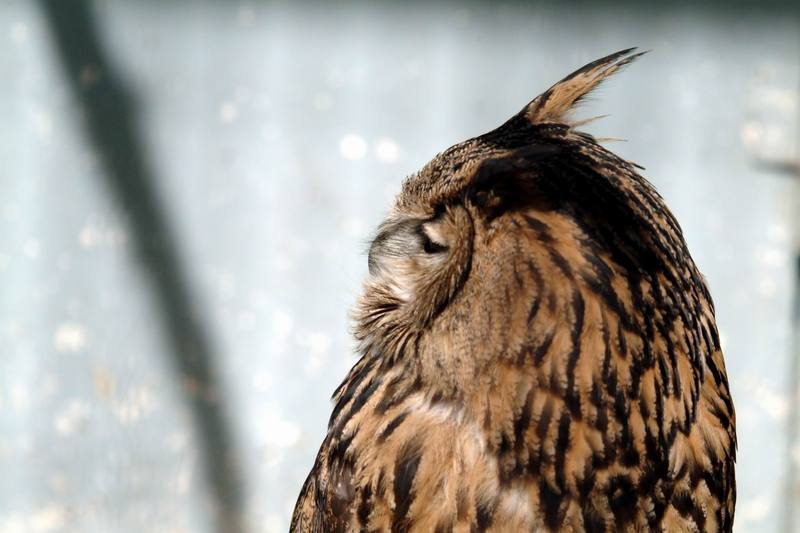 수리부엉이 Bubo bubo (Eurasian Eagle Owl); DISPLAY FULL IMAGE.