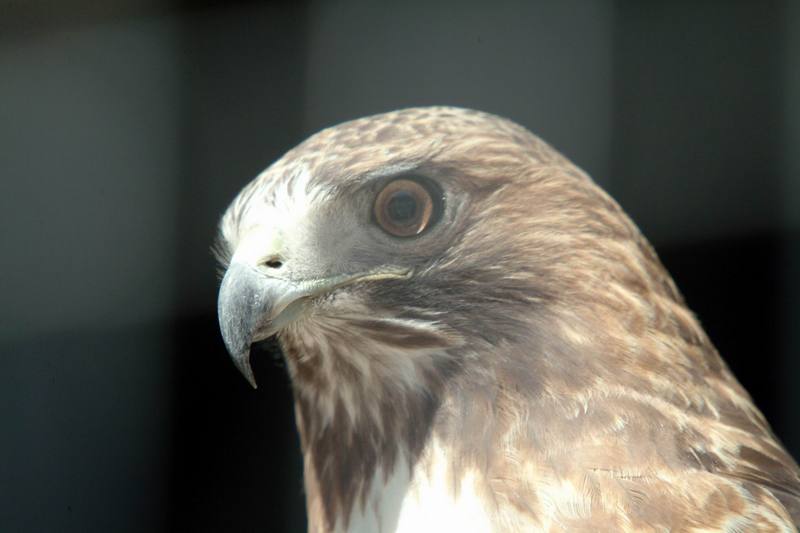 붉은꼬리매 Buteo jamaicensis (Red-tailed Hawk); DISPLAY FULL IMAGE.