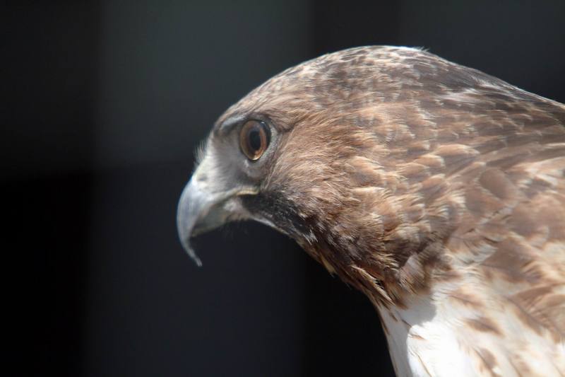 붉은꼬리매 Buteo jamaicensis (Red-tailed Hawk); DISPLAY FULL IMAGE.