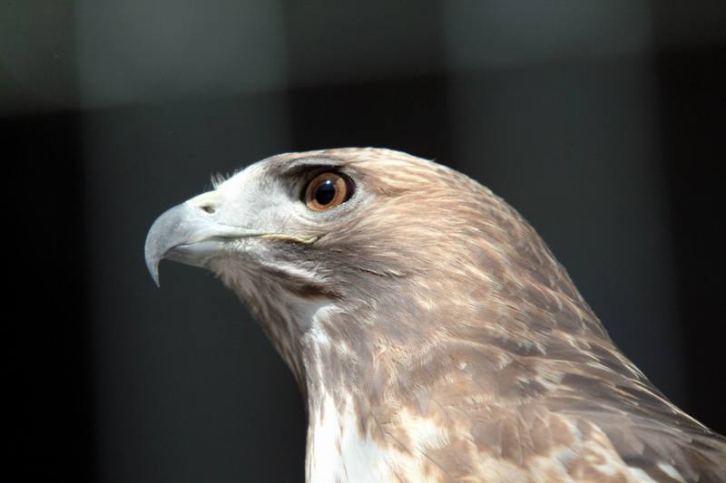 붉은꼬리매 Buteo jamaicensis (Red-tailed Hawk); DISPLAY FULL IMAGE.