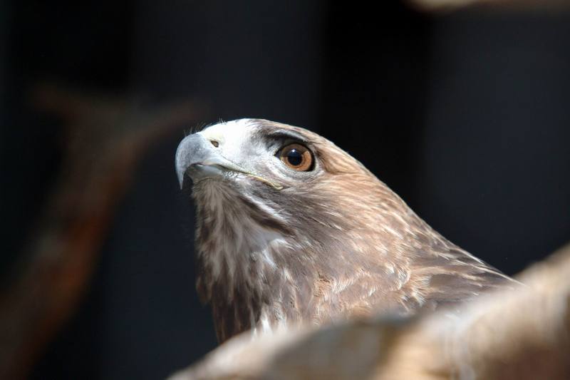 붉은꼬리매 Buteo jamaicensis (Red-tailed Hawk); DISPLAY FULL IMAGE.