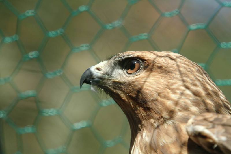 말똥가리 Buteo buteo japonicus (Common Buzzard); DISPLAY FULL IMAGE.