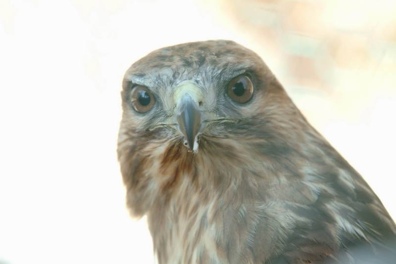 말똥가리 Buteo buteo japonicus (Common Buzzard); DISPLAY FULL IMAGE.
