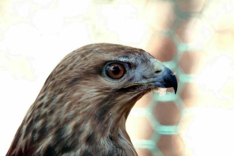 말똥가리 Buteo buteo japonicus (Common Buzzard); DISPLAY FULL IMAGE.