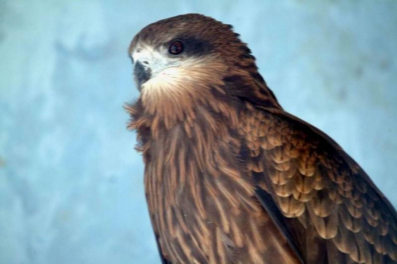 솔개 Milvus migrans lineatus (Eurasian Black Kite); DISPLAY FULL IMAGE.