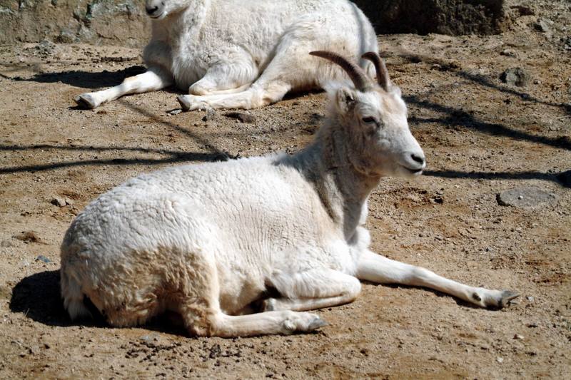 돌산양 Ovis dalli (Dall's Sheep); DISPLAY FULL IMAGE.