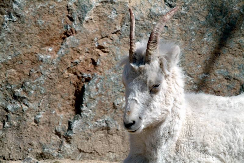 돌산양 Ovis dalli (Dall's Sheep); DISPLAY FULL IMAGE.