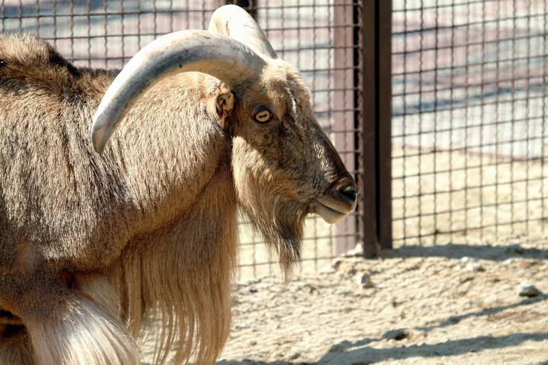 바바리양 Ammotragus lervia (Aoudad/Barbary Sheep); DISPLAY FULL IMAGE.