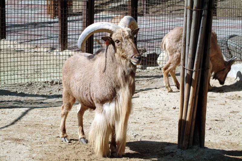 바바리양 Ammotragus lervia (Aoudad/Barbary Sheep); DISPLAY FULL IMAGE.