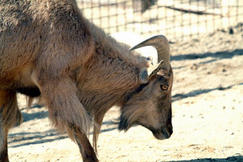 바바리양 Ammotragus lervia (Aoudad/Barbary Sheep); DISPLAY FULL IMAGE.