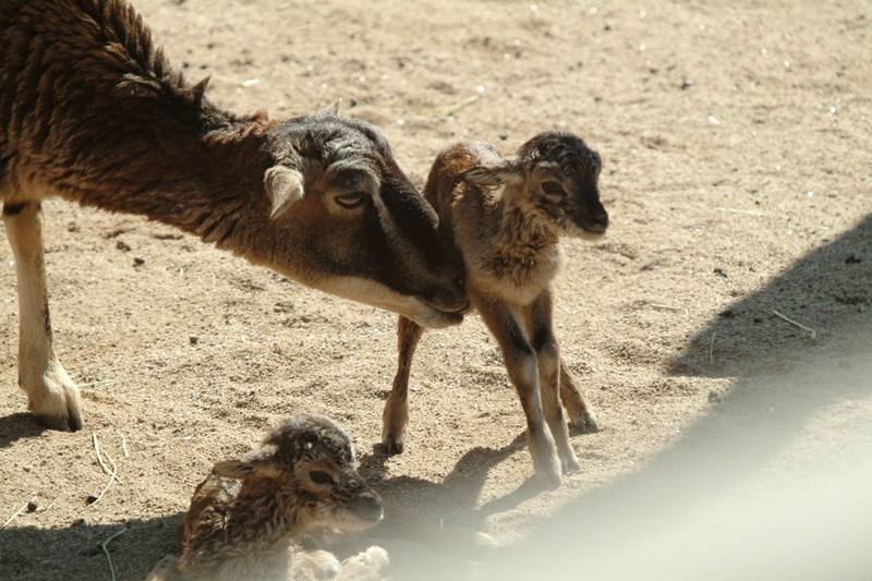 무플론 Ovis musimon (Mouflon Sheep); DISPLAY FULL IMAGE.