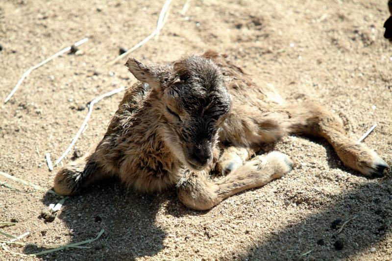 무플론 Ovis musimon (Mouflon Sheep); DISPLAY FULL IMAGE.