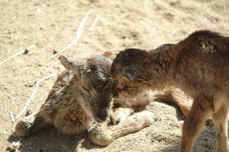 무플론 Ovis musimon (Mouflon Sheep); DISPLAY FULL IMAGE.