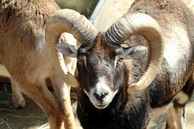 무플론 Ovis musimon (Mouflon Sheep); DISPLAY FULL IMAGE.