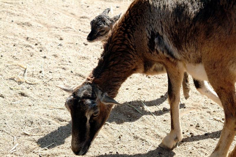 무플론 Ovis musimon (Mouflon Sheep); DISPLAY FULL IMAGE.