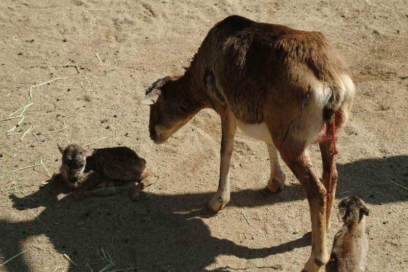 무플론 Ovis musimon (Mouflon Sheep); DISPLAY FULL IMAGE.