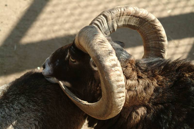 무플론 Ovis musimon (Mouflon Sheep); DISPLAY FULL IMAGE.