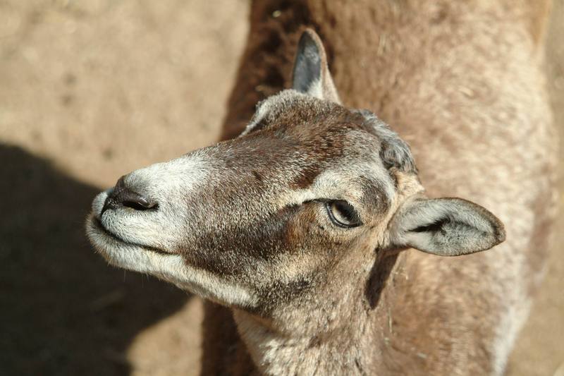 무플론 Ovis musimon (Mouflon Sheep); DISPLAY FULL IMAGE.