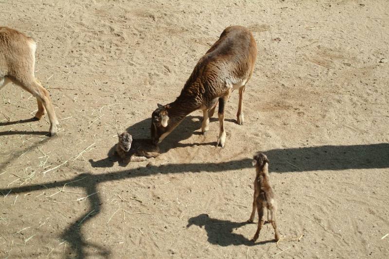 무플론 Ovis musimon (Mouflon Sheep); DISPLAY FULL IMAGE.