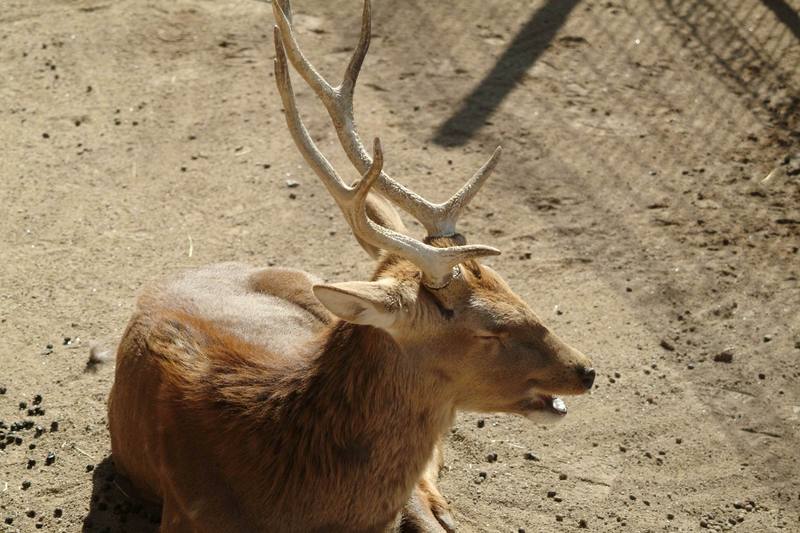 엘크(와피티, 캐나다 붉은사슴) Cervus elaphus (Elk); DISPLAY FULL IMAGE.