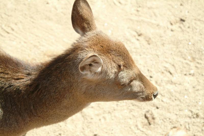 엘크(와피티, 캐나다 붉은사슴) Cervus elaphus (Elk); DISPLAY FULL IMAGE.