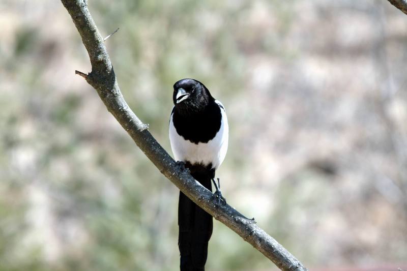 까치 Pica pica (Black-billed Magpie); DISPLAY FULL IMAGE.