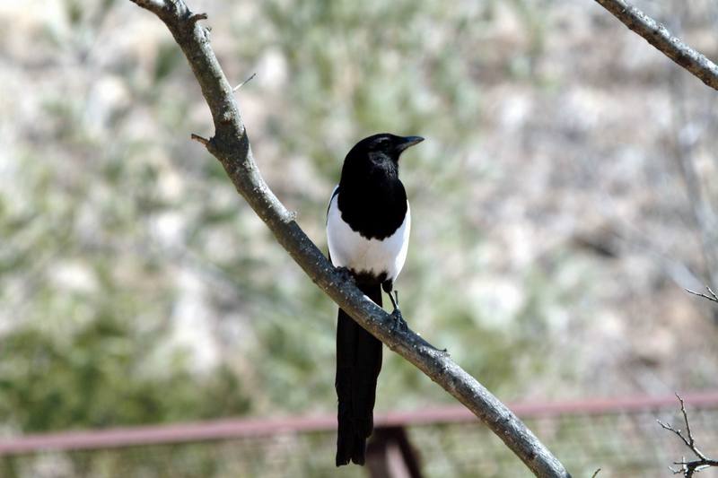 까치 Pica pica (Black-billed Magpie); DISPLAY FULL IMAGE.