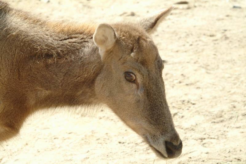 사불상(四不像) Elaphurus davidianus (Père David's Deer); DISPLAY FULL IMAGE.