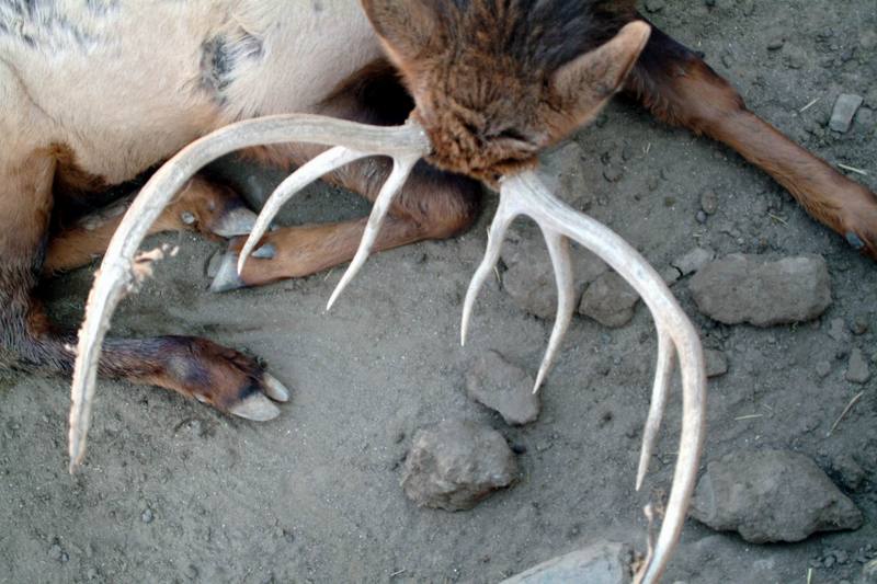 엘크 사슴의 뿔 Cervus elaphus (Elk's stag); DISPLAY FULL IMAGE.