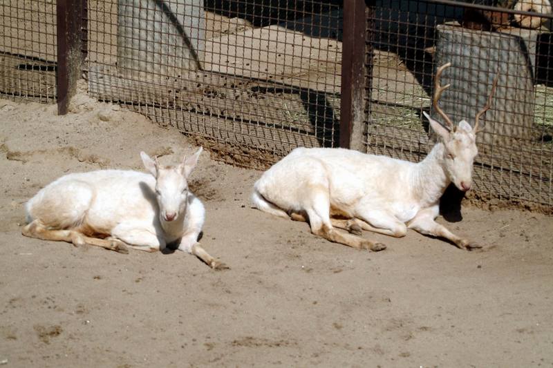 다마사슴 Dama dama (White Fallow Deer); DISPLAY FULL IMAGE.