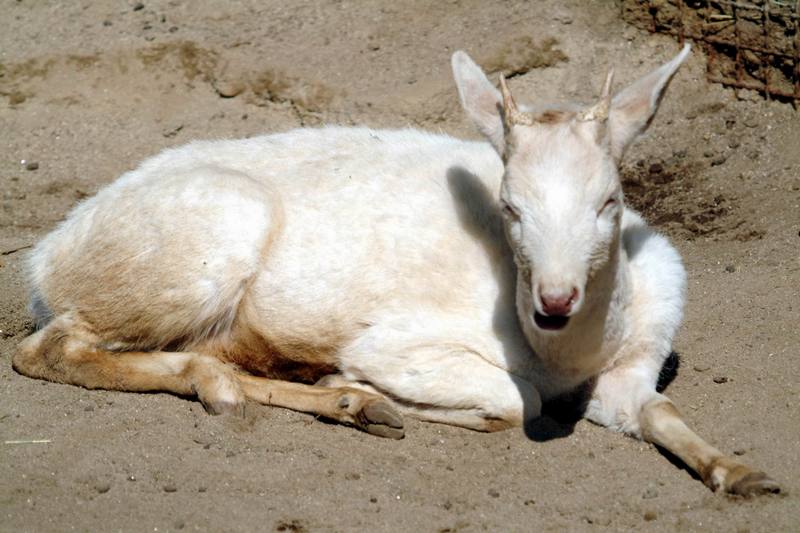 다마사슴 Dama dama (White Fallow Deer); DISPLAY FULL IMAGE.