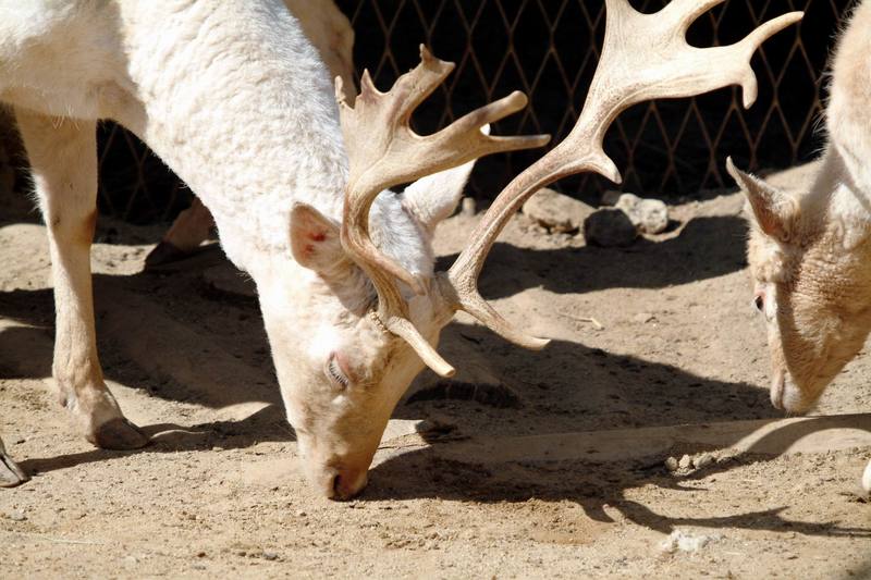 다마사슴 Dama dama (White Fallow Deer); DISPLAY FULL IMAGE.