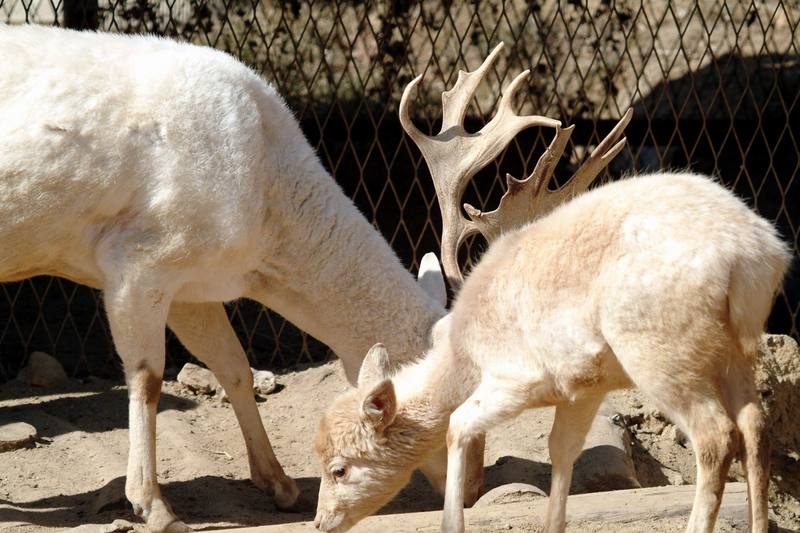 다마사슴 Dama dama (White Fallow Deer fawn); DISPLAY FULL IMAGE.