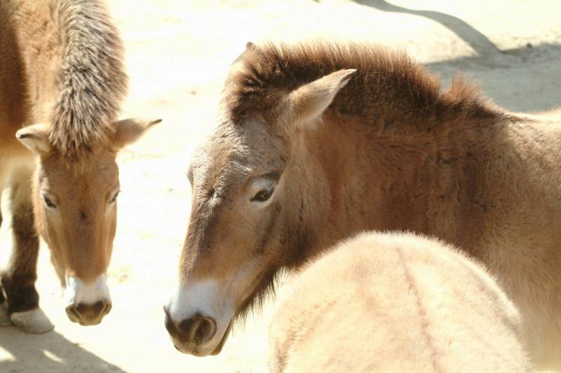 몽고야생말 Equus caballus przewalskii (Przewalski's Wild Horse); DISPLAY FULL IMAGE.