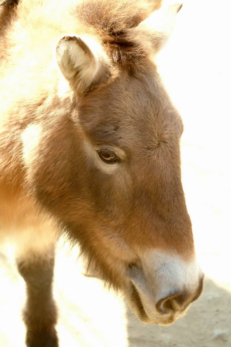 몽고야생말 Equus caballus przewalskii (Przewalski's Wild Horse); DISPLAY FULL IMAGE.