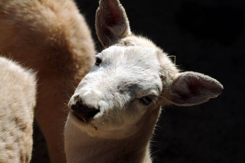 다마사슴 Dama dama (White Fallow Deer); DISPLAY FULL IMAGE.