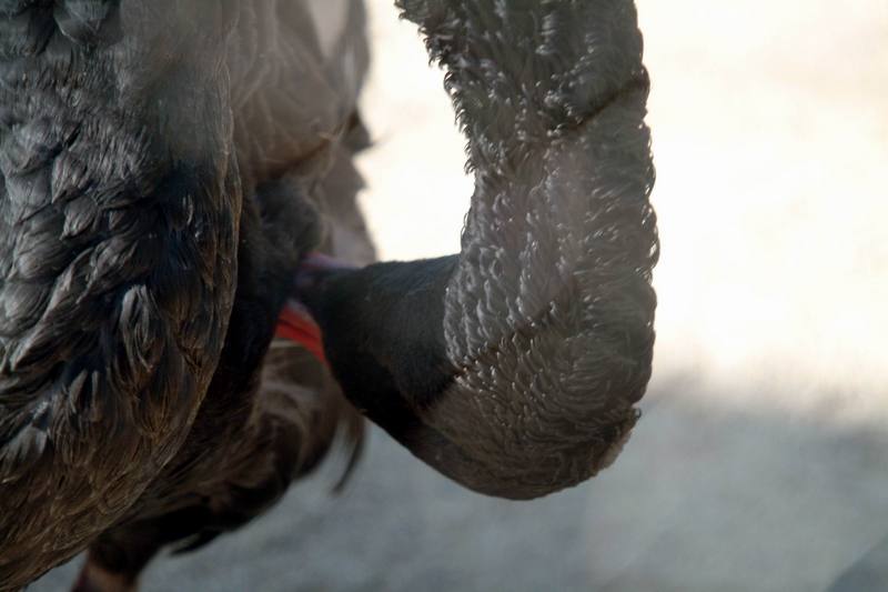 흑고니 Cygnus atratus (Black Swan); DISPLAY FULL IMAGE.