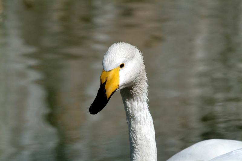 큰고니 Cygnus cygnus (Whooper Swan); DISPLAY FULL IMAGE.