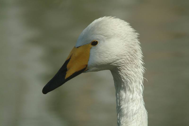 큰고니 Cygnus cygnus (Whooper Swan); DISPLAY FULL IMAGE.
