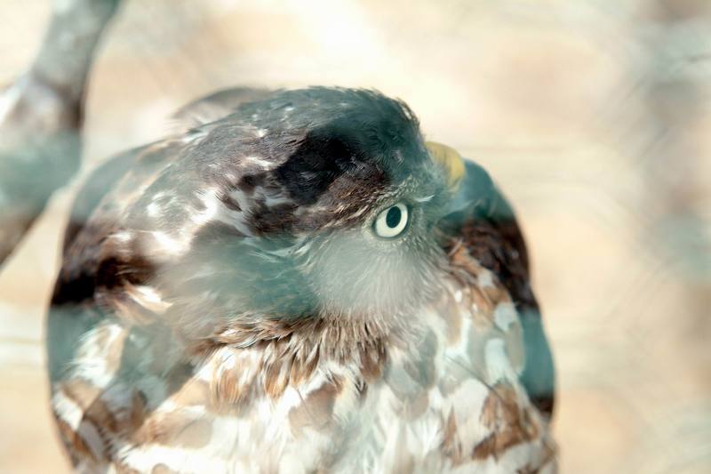 조롱이 Accipiter gularis gularis (Japanese Sparrowhawk); DISPLAY FULL IMAGE.