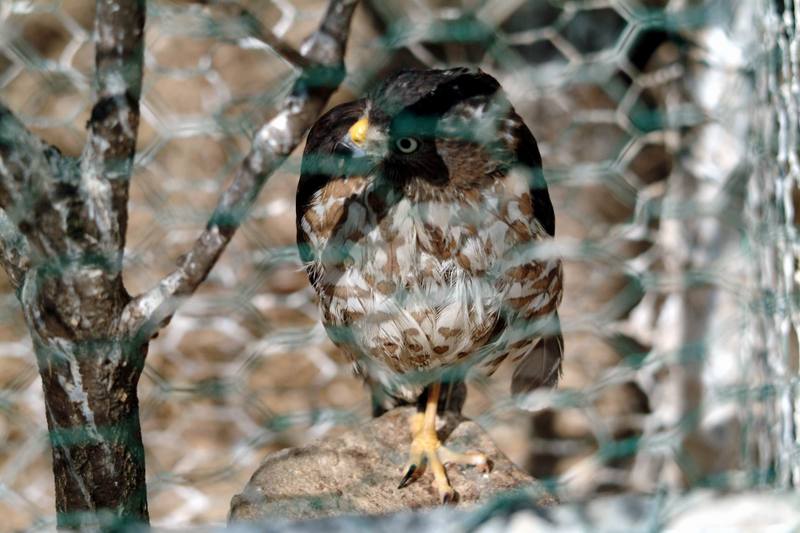 조롱이 Accipiter gularis gularis (Japanese Sparrowhawk); DISPLAY FULL IMAGE.