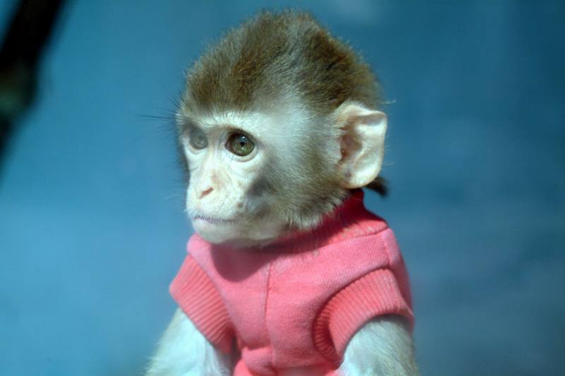 히말라야원숭이 Macaca mulatta (Rhesus Macaque); DISPLAY FULL IMAGE.