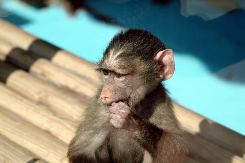 아누비스개코원숭이 Papio anubis (Baby Olive Baboon); DISPLAY FULL IMAGE.