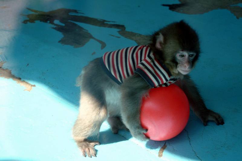 일본원숭이 Macaca fuscata (Japanese Macaque); DISPLAY FULL IMAGE.