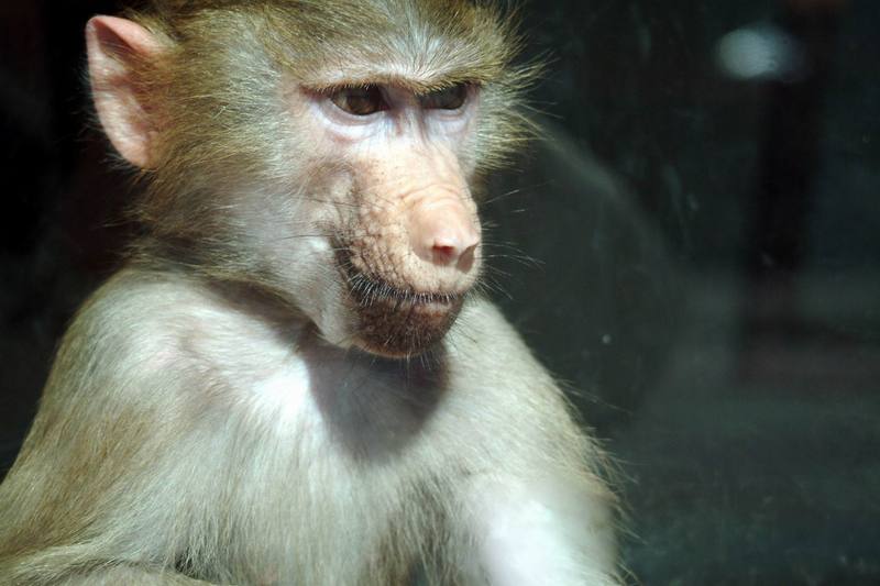 망토개코원숭이 Papio hamadryas (Baby Hamadryas Baboon); DISPLAY FULL IMAGE.